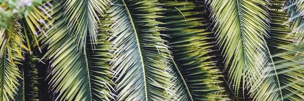 야자 식물 잎 생태 — 스톡 사진