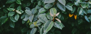 Tropik bitki yaprakları