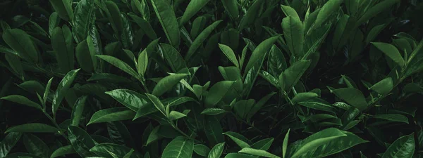 Tropical plant leaves — Stock Photo, Image