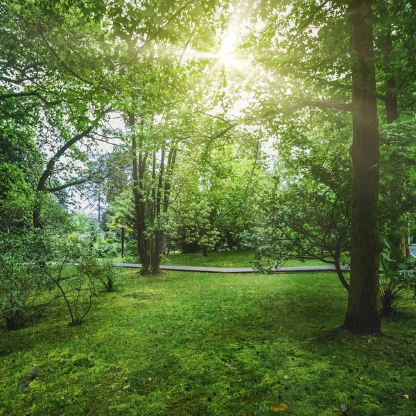 Park Palms rośliny zielone życie — Zdjęcie stockowe