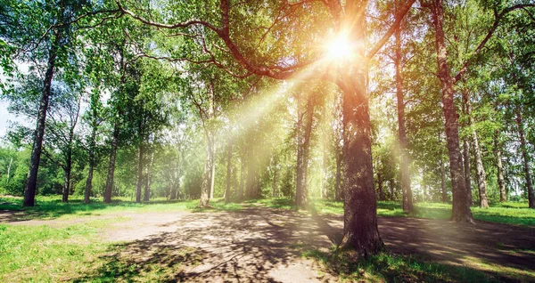 Mooie park achtergrond — Stockfoto