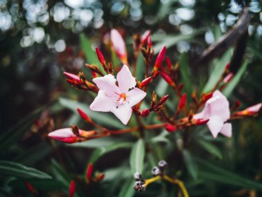 Çiçek yaprakları park