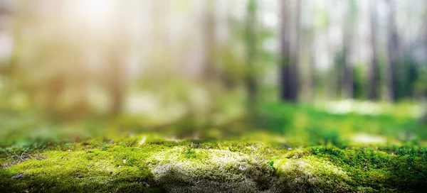 Panorama dzikiego lasu — Zdjęcie stockowe