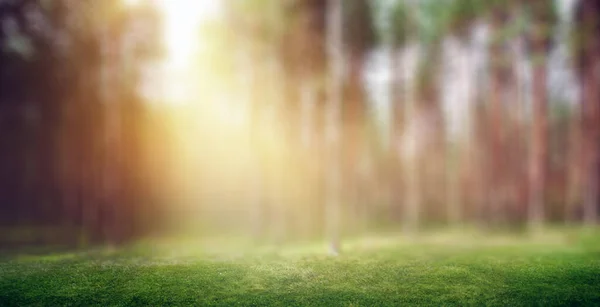 Forest nature sun light — Stock Photo, Image