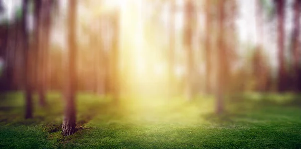 Forest nature sun light morning — Stock Photo, Image