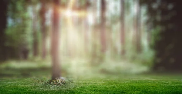 Forest sunrise landscape background — Stock Photo, Image