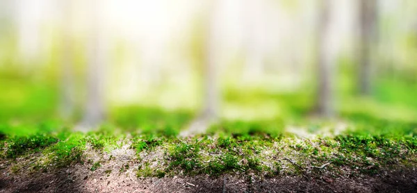 Wild trees in forest — Stock Photo, Image