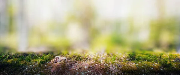 Panorama forêt sauvage — Photo