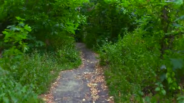 Sentier forestier d'été — Video