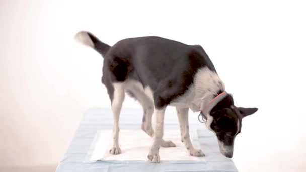 Perro en la clínica veterinaria — Vídeo de stock