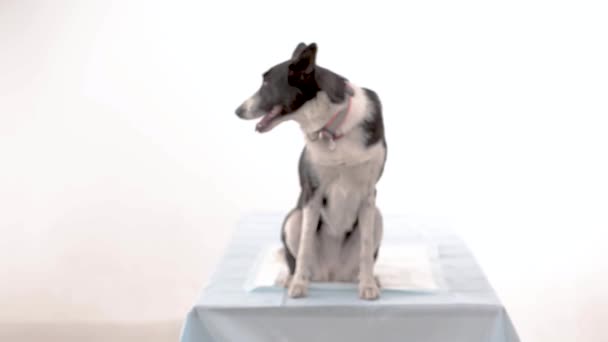 Dog at the vet clinic — Stock Video