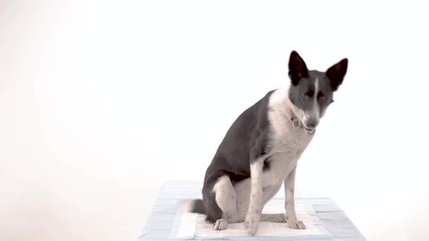 Hund in der Tierklinik — Stockvideo