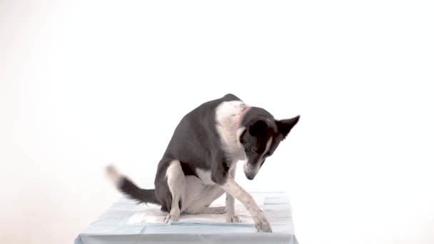 Hund på veterinär kliniken — Stockvideo
