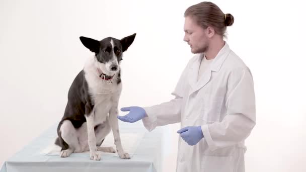 Behandeling in de kliniek van de dierenarts — Stockvideo