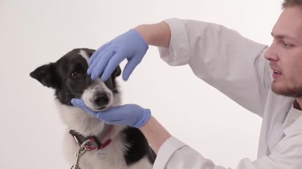 Att undersöka i veterinärklinik — Stockvideo