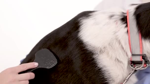 Dog owner brushes her dog — Stock Video
