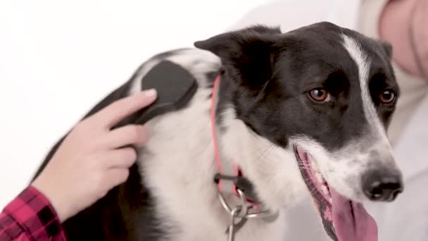 Hundägare borstar hennes hund — Stockvideo