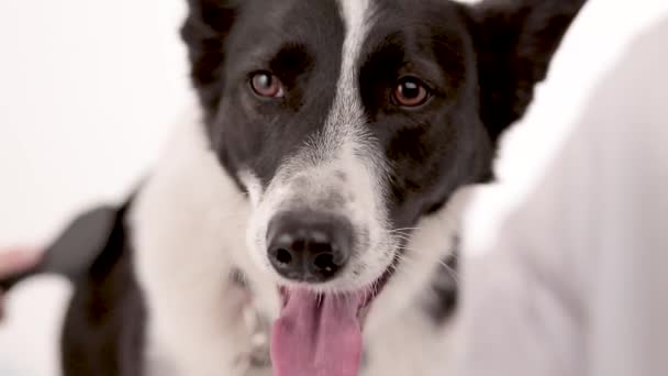Ιδιοκτήτης σκύλου βούρτσες το σκύλο — Αρχείο Βίντεο