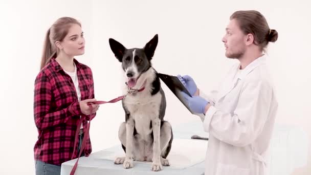 Ветеринар делает записи в медицинской карте собаки — стоковое видео