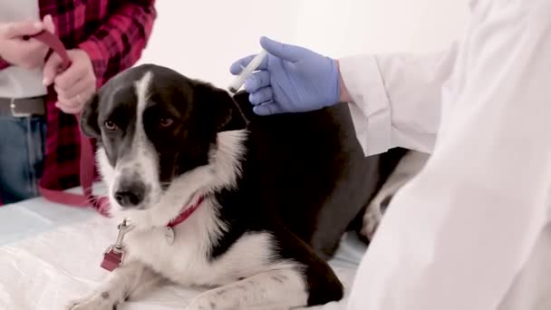 Veterinären ger injektionen till hund — Stockvideo