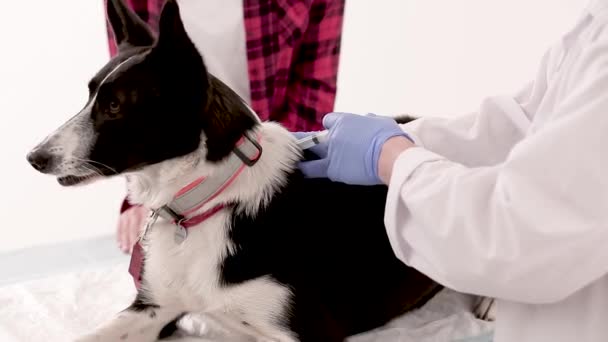 Dierenarts maken van injectie aan de hond — Stockvideo