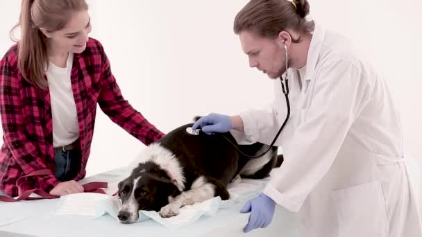 Vétérinaire examiner chien avec stéthoscope en clinique vétérinaire — Video