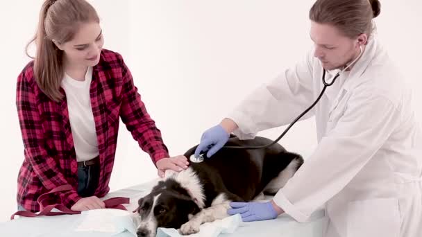 Veteriner veteriner kliniğinde stetoskop ile köpek incelemek — Stok video