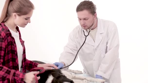 Ветеринар осмотрит собаку со стетоскопом в ветеринарной клинике — стоковое видео