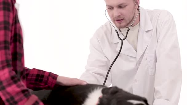 Dierenarts onderzoekt hond met de stethoscoop in de kliniek van de dierenarts — Stockvideo