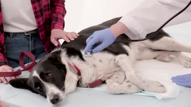 Veterinär undersöka hunden med stetoskop i veterinärklinik — Stockvideo
