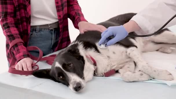 Dierenarts onderzoekt hond met de stethoscoop in de kliniek van de dierenarts — Stockvideo