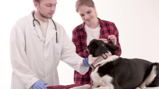 Perro con bozal — Vídeo de stock