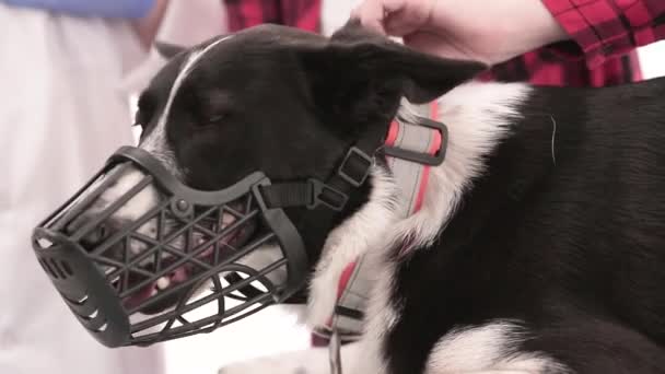 Hond met snuit — Stockvideo