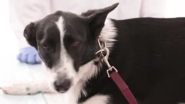 Hund mit Lederleine in Tierklinik — Stockvideo