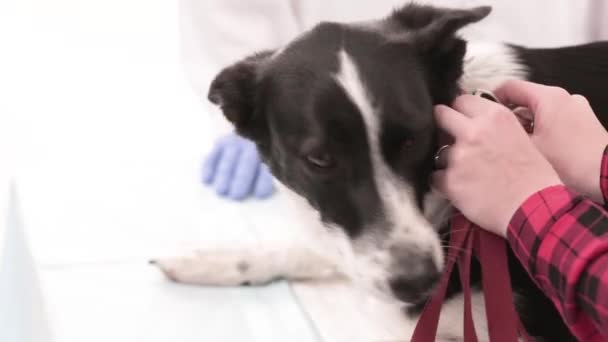 Hund mit Lederleine in Tierklinik — Stockvideo