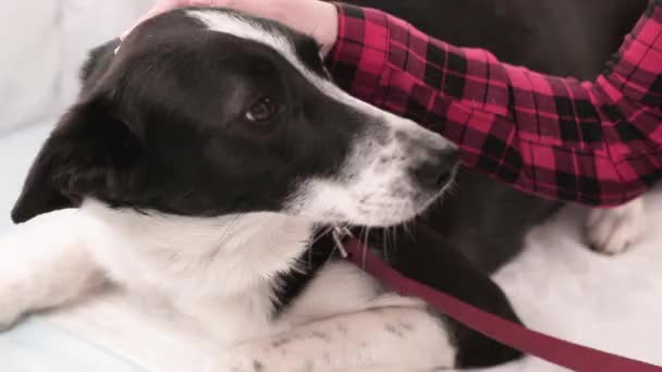 Perro con plomo de cuero en clínica veterinaria — Vídeos de Stock