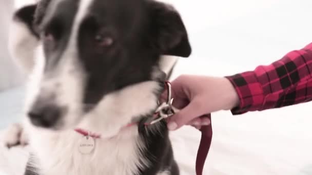 Hund mit Lederleine in Tierklinik — Stockvideo