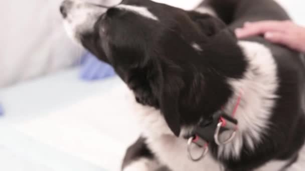 Cane con piombo in pelle in clinica veterinaria — Video Stock
