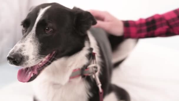Hund med läder bly i veterinärklinik — Stockvideo