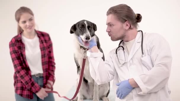 Cute dog at the vet after getting a checkup — Stock Video