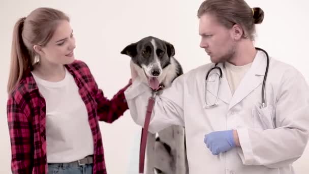 Cão bonito no veterinário depois de receber um check-up — Vídeo de Stock