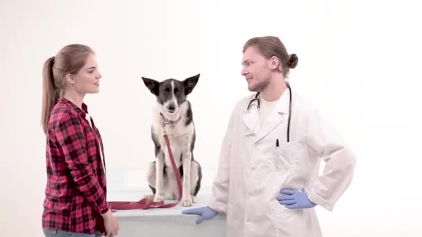 -Den sonra bir check-up getting belgili tanımlık veteriner tatlı köpeğe — Stok video