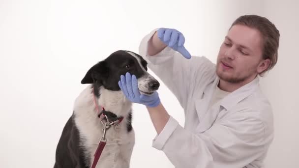 Behandeling in de kliniek van de dierenarts — Stockvideo