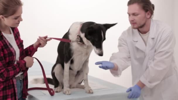 Att undersöka i veterinärklinik — Stockvideo