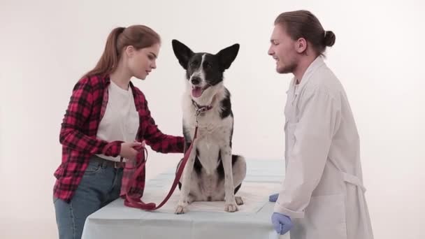 Examen en la clínica veterinaria — Vídeo de stock