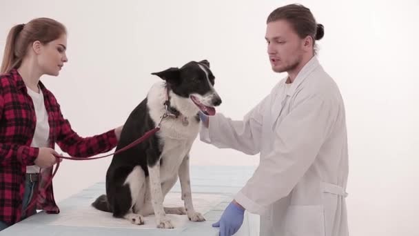 Обследование в ветеринарной клинике — стоковое видео