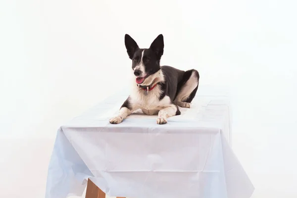 Perro sobre fondo blanco aislado . — Foto de Stock