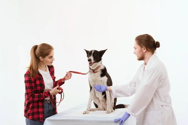 Hund får kontrolleras på veterinärkliniken med thir ägare. — Stockfoto