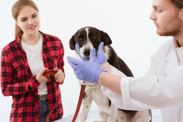 Cão sendo verificado na clínica veterinária com thir proprietário . — Fotografia de Stock