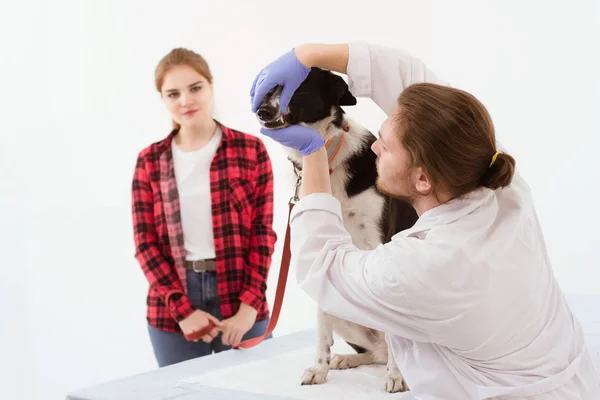 Hund får kontrolleras på veterinärkliniken med thir ägare. — Stockfoto